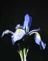 Mountain Iris